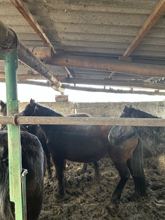 Бордақы биелер сатамын