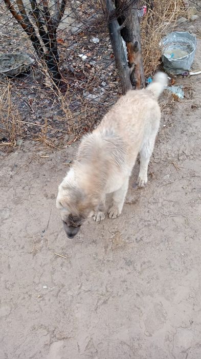 күшік сатылады қазақй Жаркент қаласы