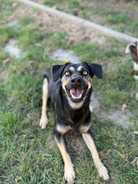 Catelusa metis spre adoptie