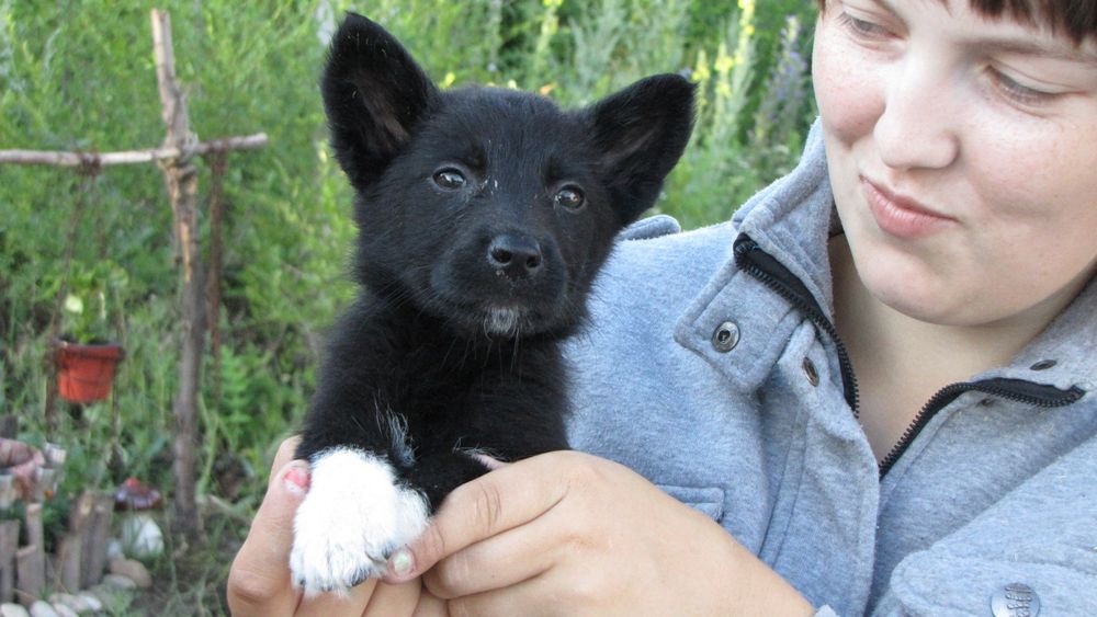 Щенки в добрые руки