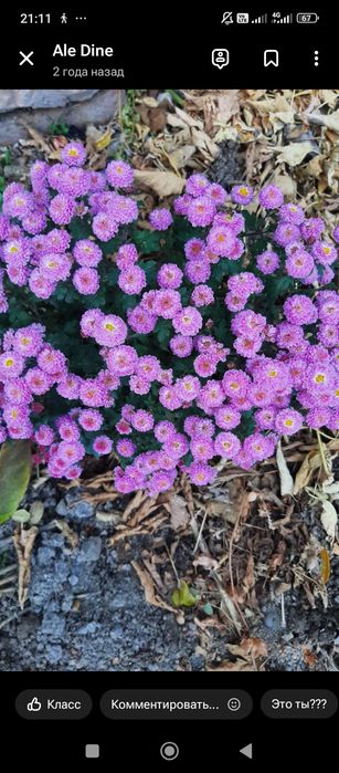 хризантемы, разные цвета