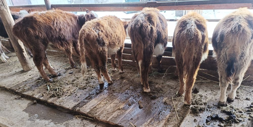 Бұзаулар сатылады