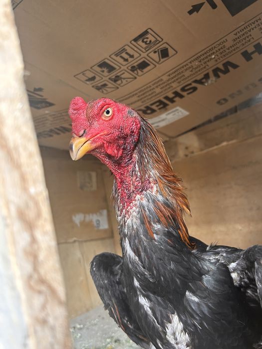 Петух майский