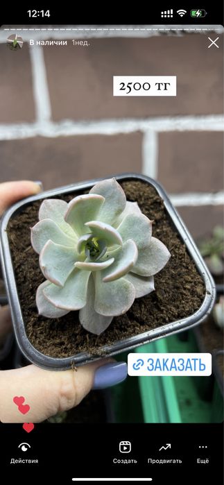 Суккуленты цветы комнатные