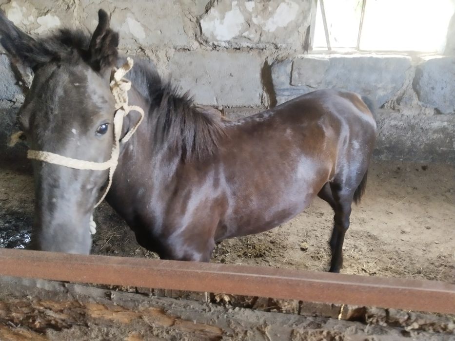 При - маю скот все виды