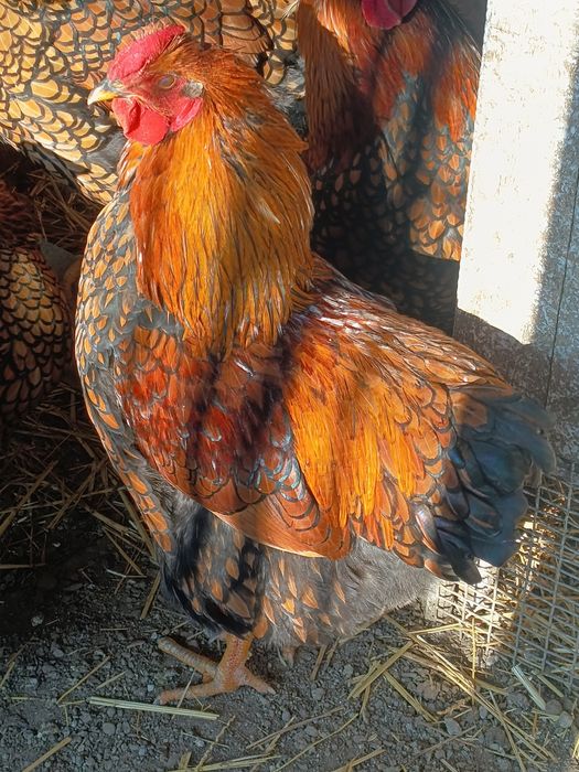 Vând doi cocoși din 2005