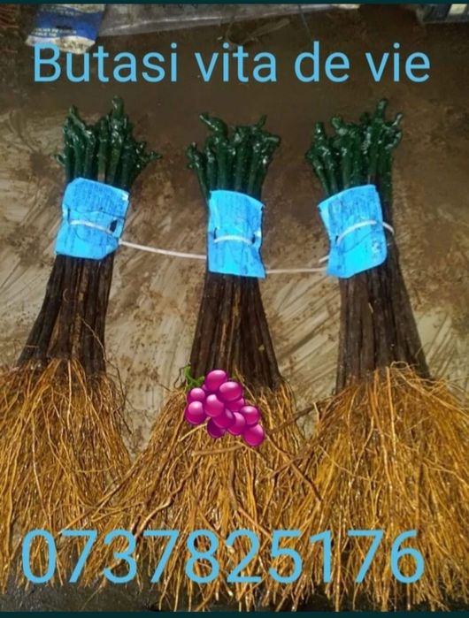 Butasi vita de vie anul 2 si 3