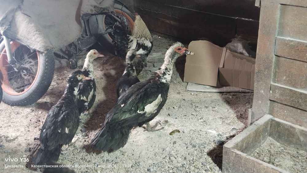 Продам либо обменяю