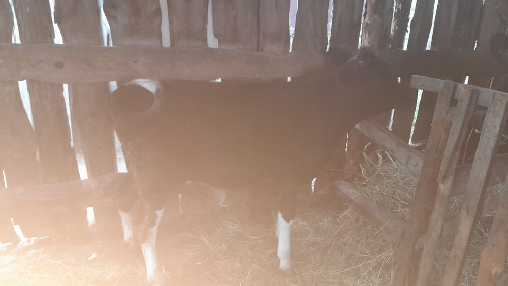 Корова ,Телёнок .