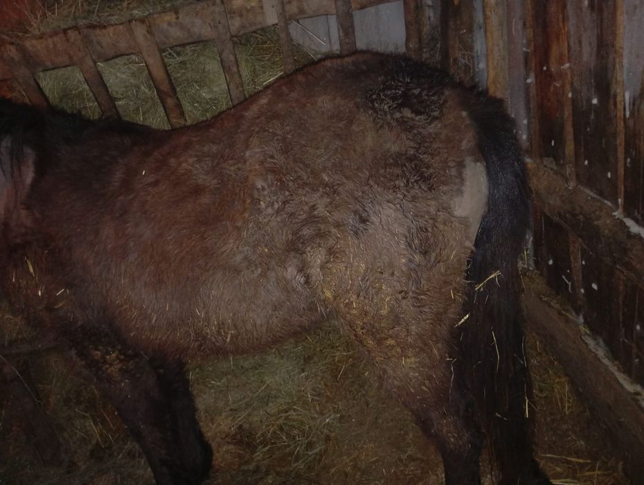 Продам тай с откорма