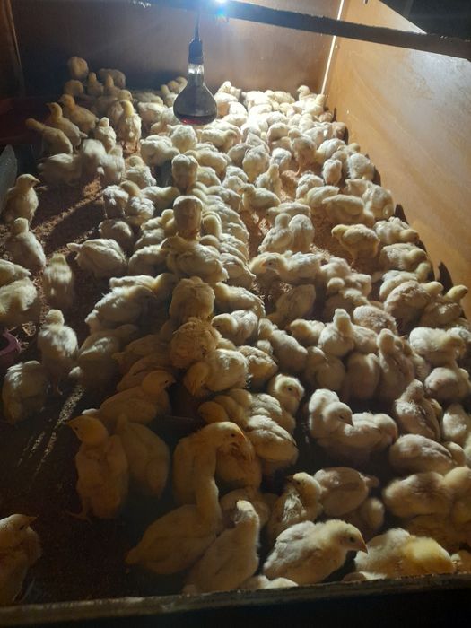 pui rasa de carne si rasa mixta disponibili pe comanda