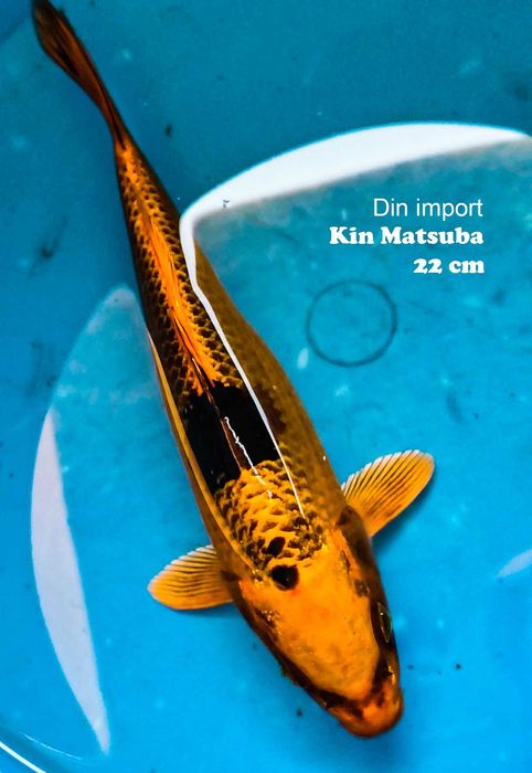 Crapi koi iaz import, 20-25 cm ( Km 44 pe A1 București-Pitești )