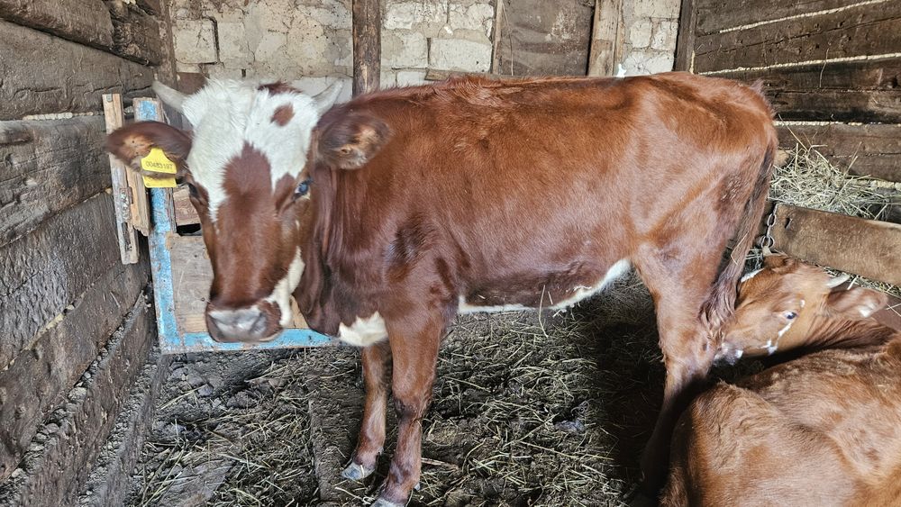 Продам 2х тёлок 1г 3м