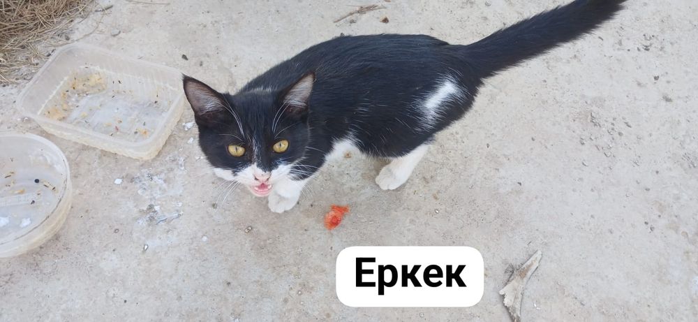 Тегін мысық беремін