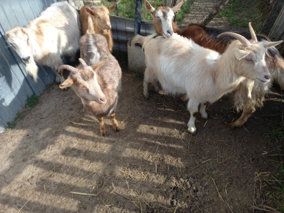 Vand capre si un tap