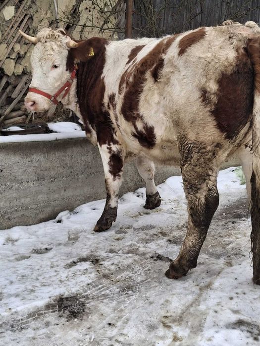 Junică gestanta in 7 luni
