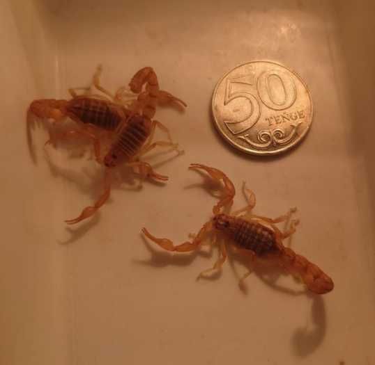 Скорпионы Оlivierus Gorelovi