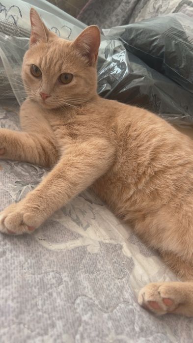 Отдам котёнка в добрые руки