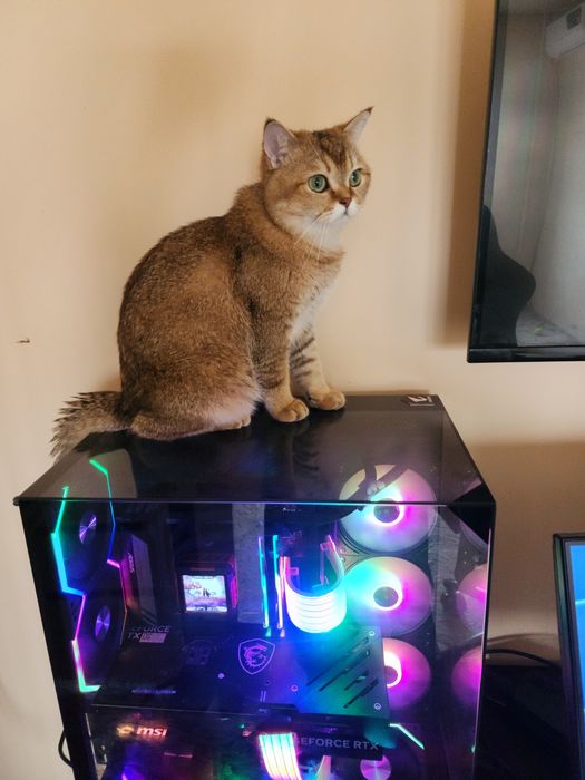 Вязка Vyazka Britanskiy shinshilla Toza qon