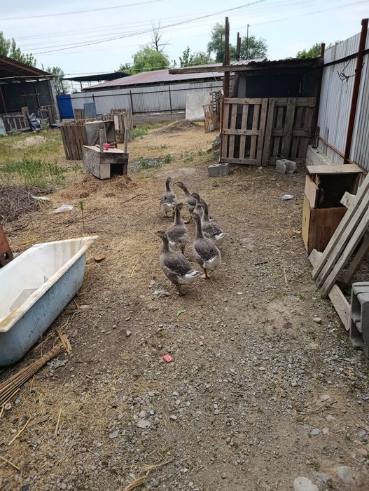 Продам 2 х месячных гусят.Упитанные.