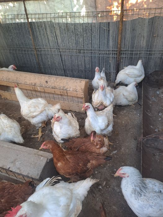 Pui de carne vii sau carcasă