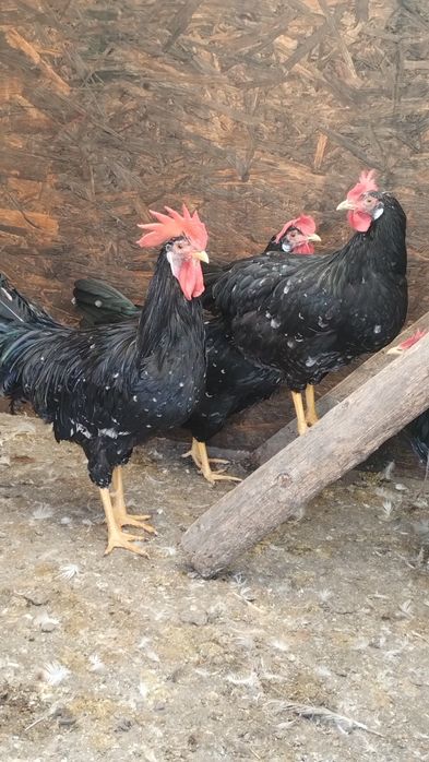 Ouă pentru incubat de italiene negru-bobat