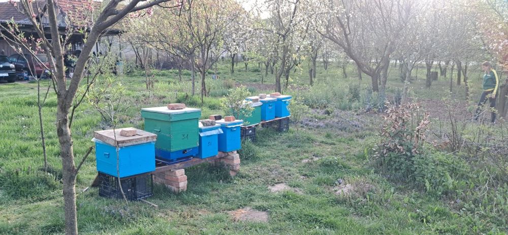 Roiuri si familii de albine