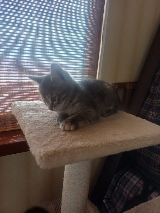 Котята 1,5 месяц бесплатно