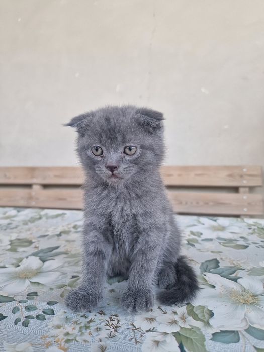 "Scottish fold" parodali mushukchalar