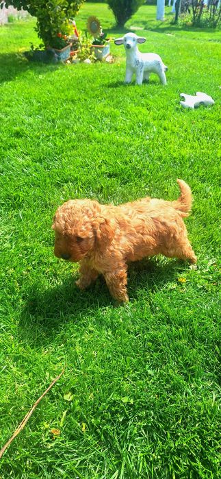 Той Пудел мини Пудел