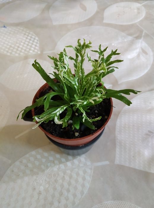 Комнатные цветы продажа