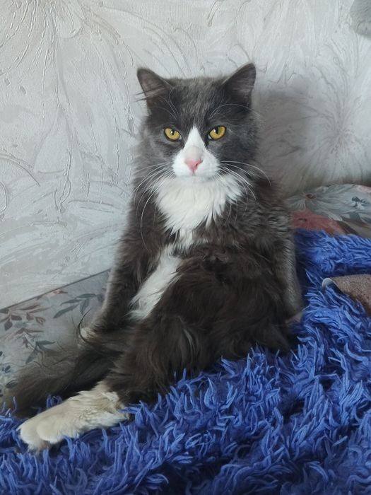 Котик в хорошие руки