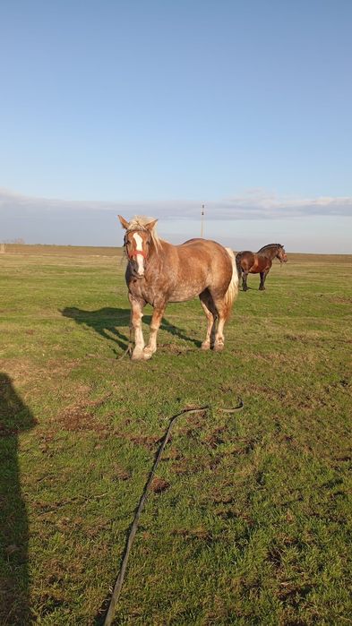 Cai frumoși  de vânzare