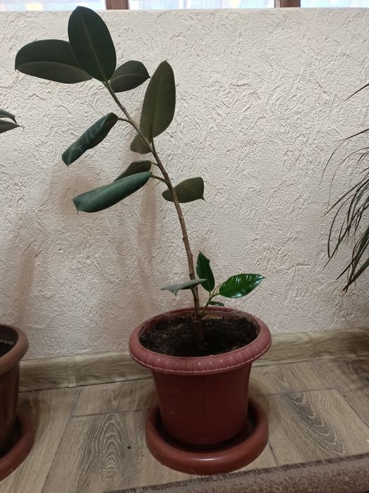 Срочно!!! Распродаю Комнатные цветы