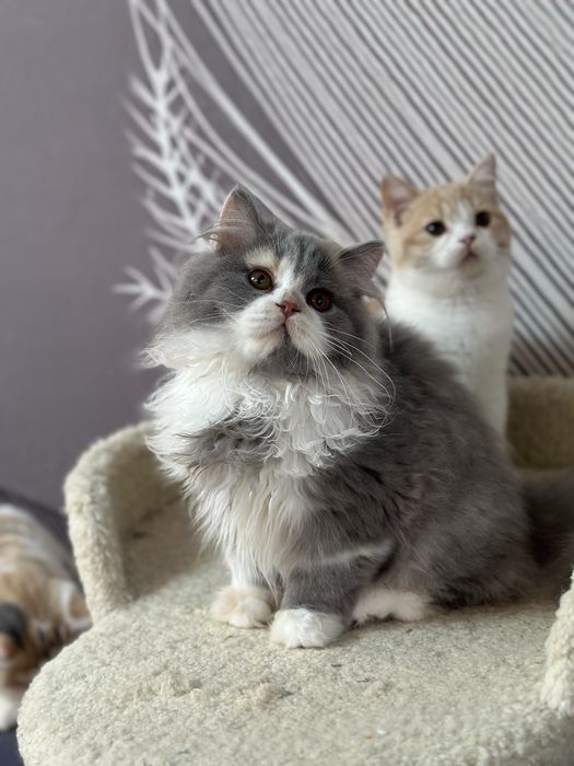 Британские котята
