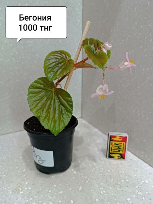 Продам комнатные цветы