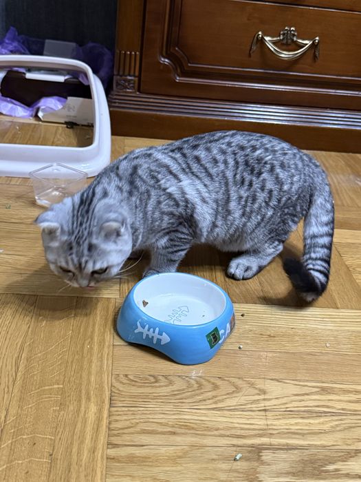 Кошка вислоухая Шотладский