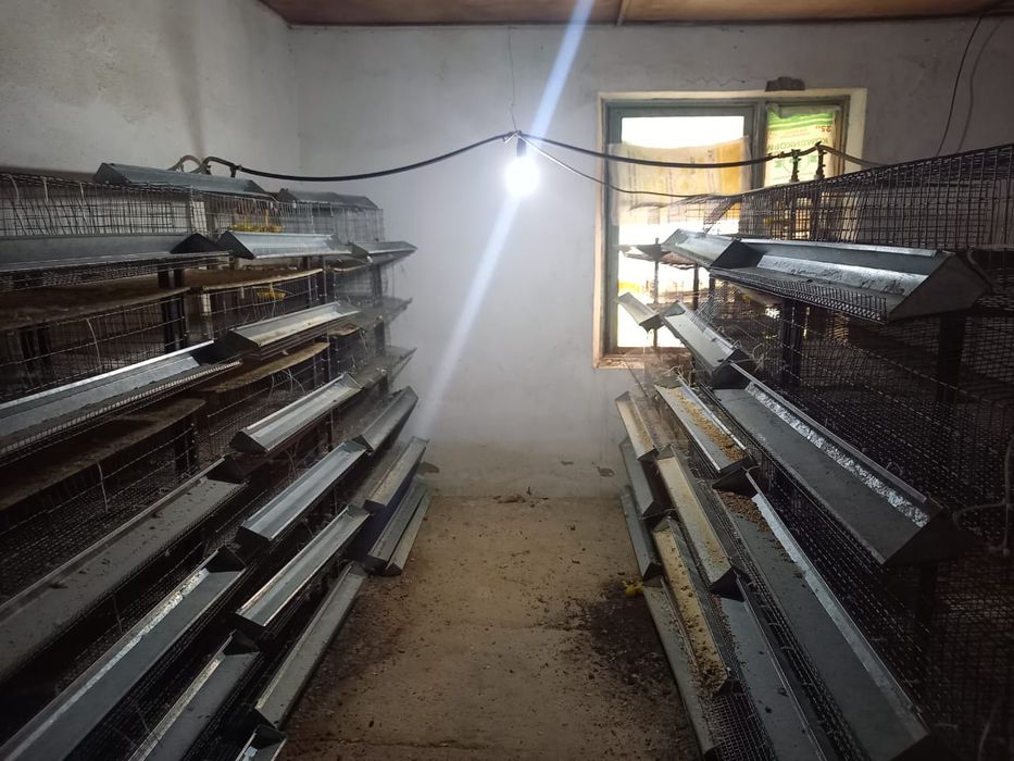 Клетки для перепелки бодене