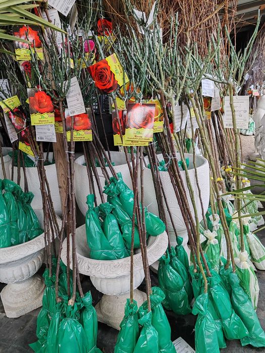 pom trandafir cu rădăcină impachetata