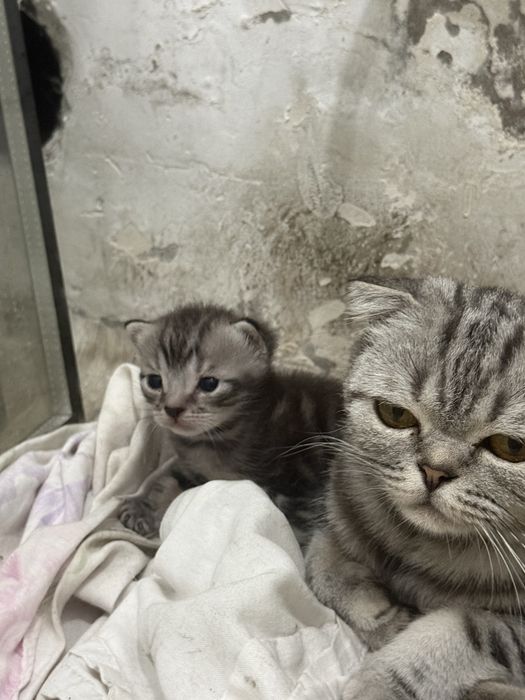 Отдам котенка в хорошие руки