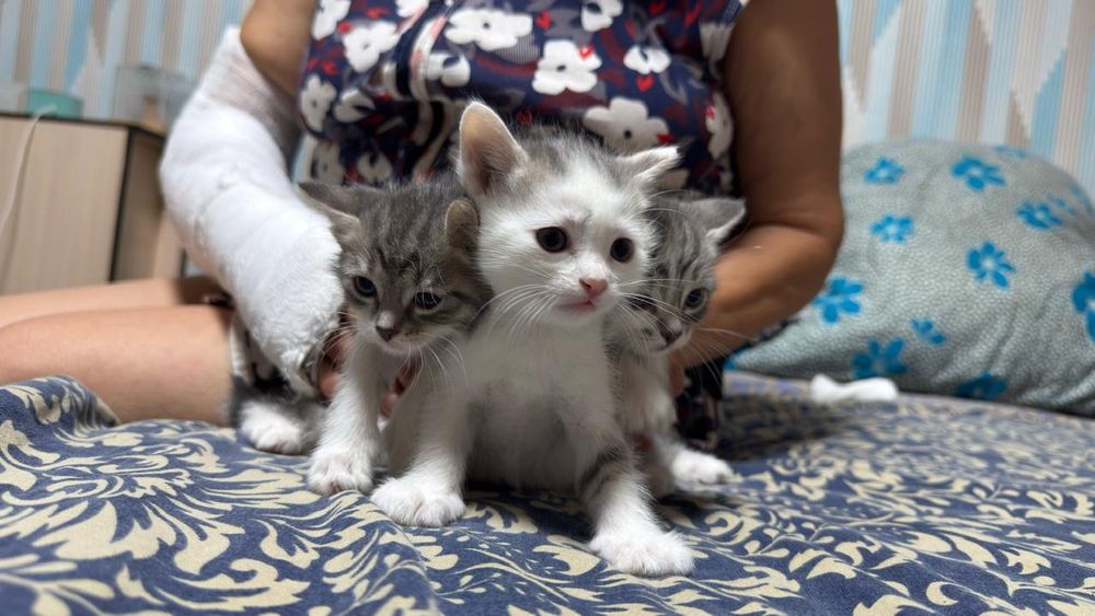 Отдам котят в добрые руки