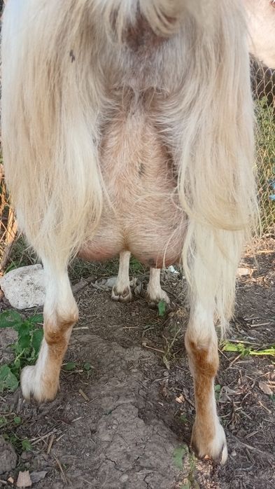 Capra de vânzare