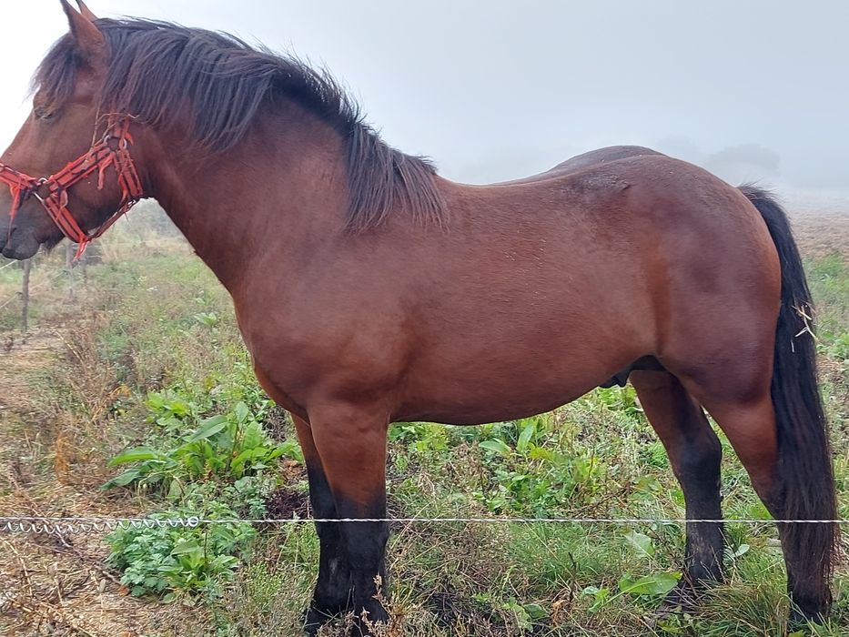 Vând mânz de 2 ani
