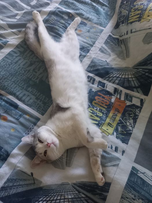 Отдам котика в добрые руки.