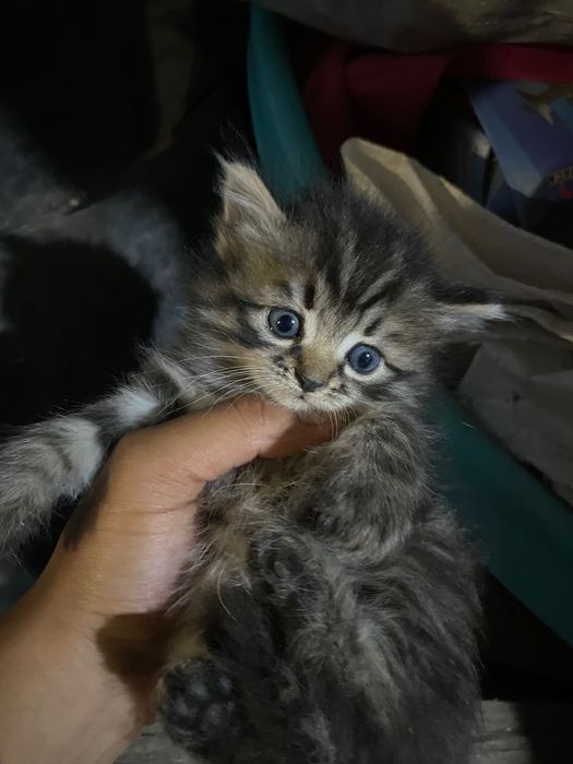 Отдам маленьких котят