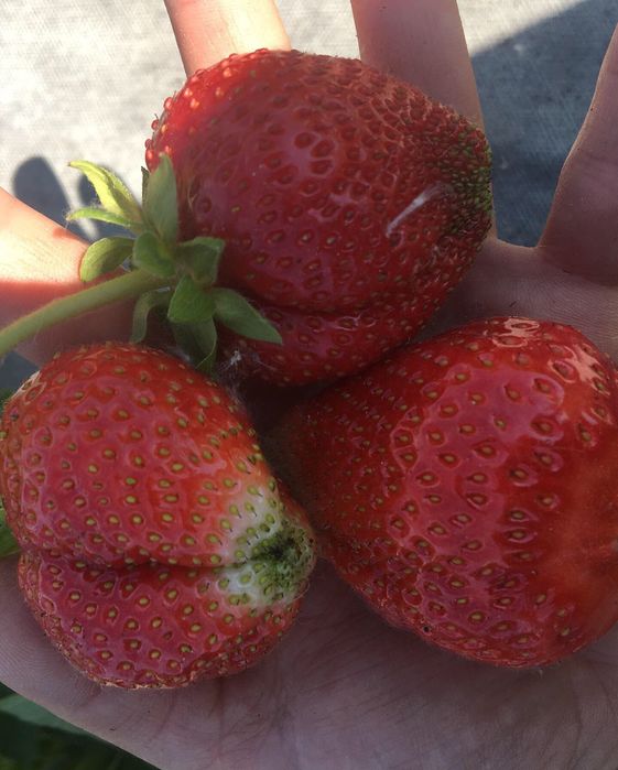 Продам рассаду клубники садовой