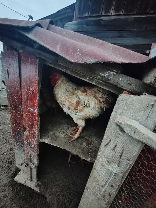 Cocoși de vânzare!!!