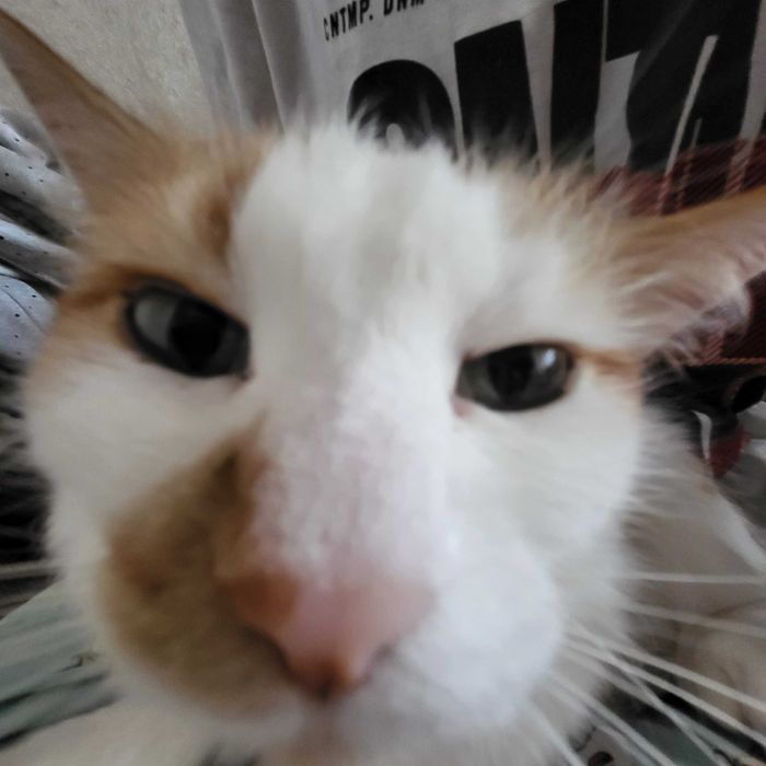 Отдам кошку в добрые руки