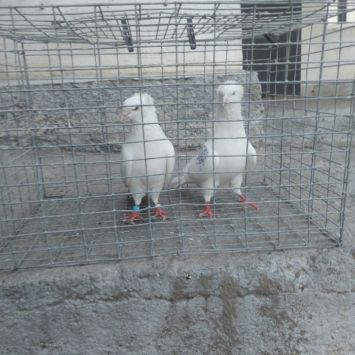 Бели чубати бровястые пара