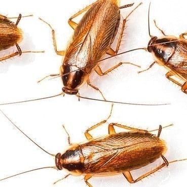 Dezinfeksiya Дезинфекция dizinfeksiya xizmati